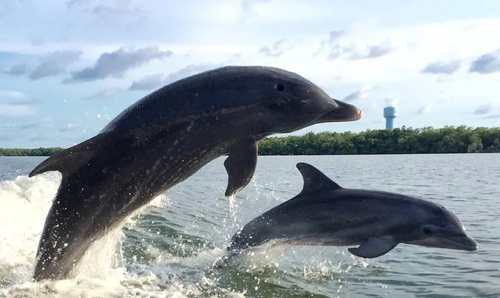 2 HR Dolphin Tour for 7 people
