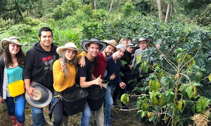 Cocora Valley, Salento and Coffee Farm Day Tour 