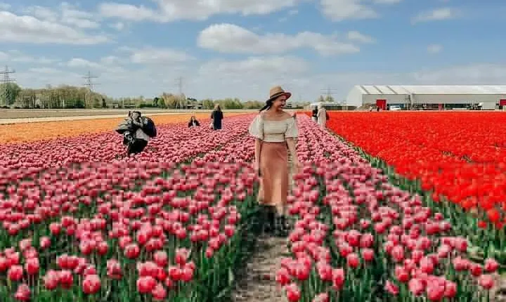 Amsterdam: Day trip to Tulip Farm, Keukenhof + Windmill Cruise