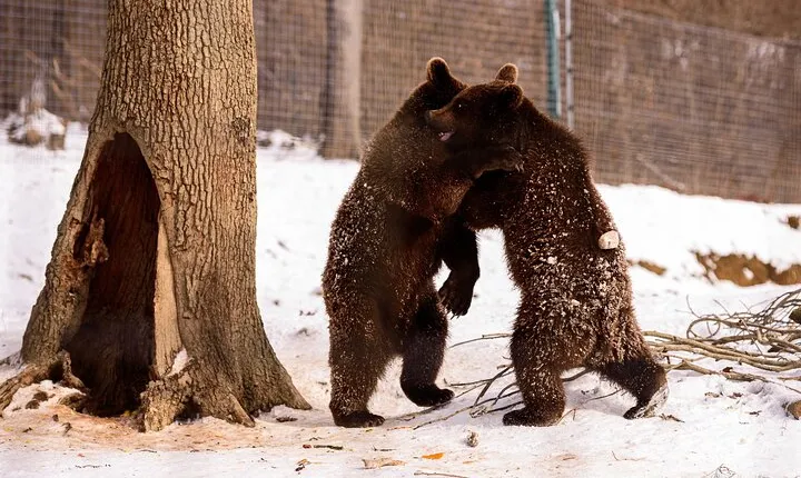 Meet the Bears & Visit Dracula Castle Day Tour from Bucharest