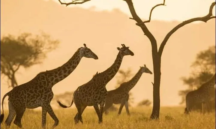 Full Day Safari Tour at Mikumi National Park from Zanzibar