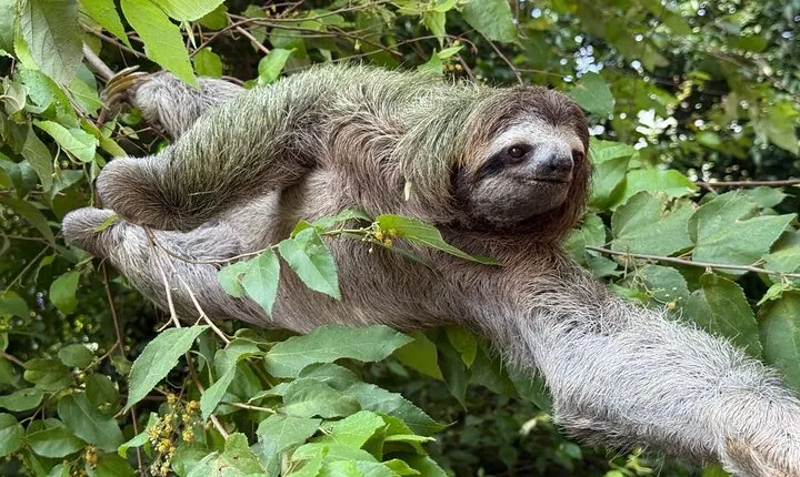 Manuel Antonio National Park: Guided tour to see animals