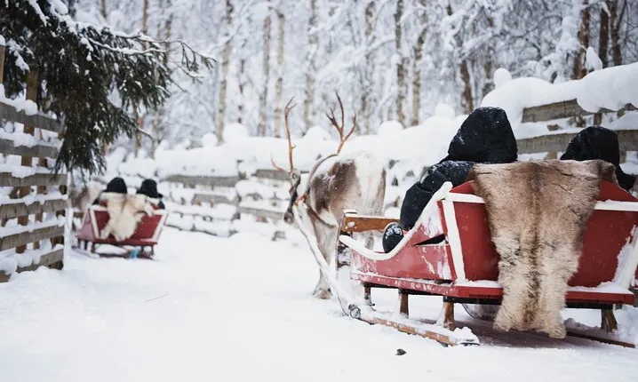 Husky and Reindeer Experience With Snowmobiling