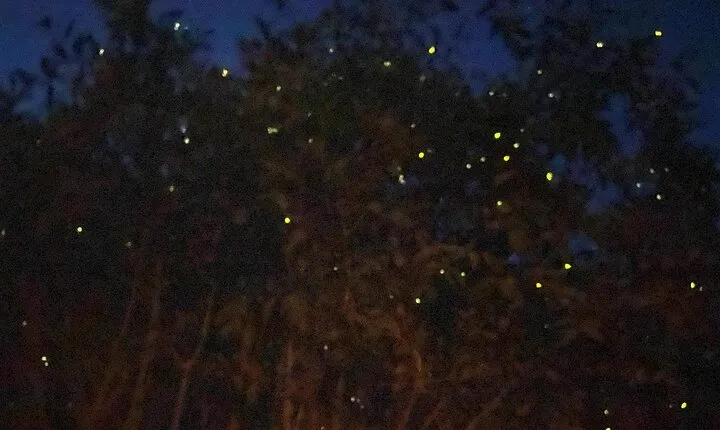 Kuala Selangor Fireflies and Blue Tears Tour with Dinner (SIC)