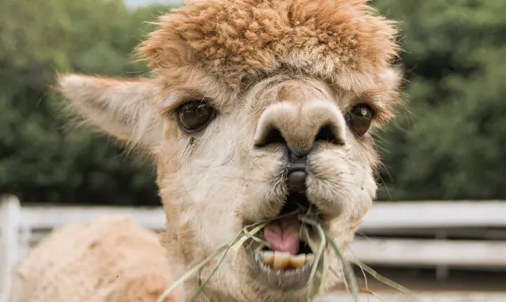 Alpaca World & Nami Island Private Tour