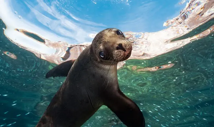 Adventure to Espiritu Santo Island: Snorkel with Sea Lions and Beach