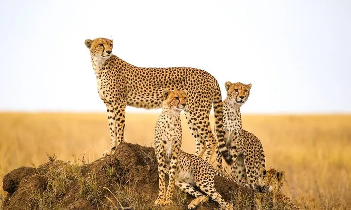5-Day Safari Tour at Tarangire Serengeti and Ngorongoro Crater