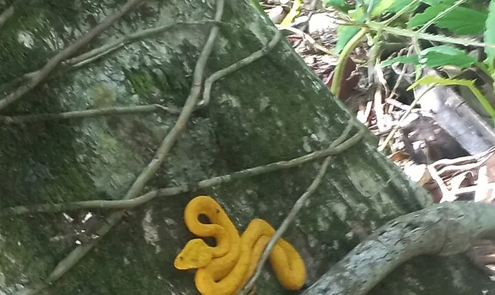 Tropical Hike in the Gandoca-Manzanillo wild life Refuge
