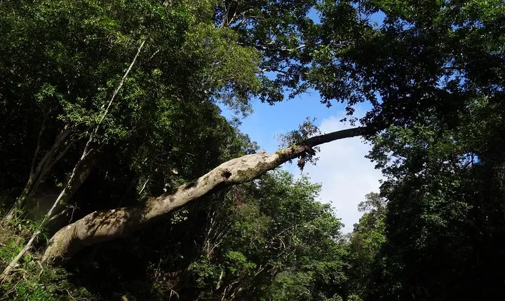 Day Tour Aborigine Village @ Rainforest Taman Negara + Batu Caves