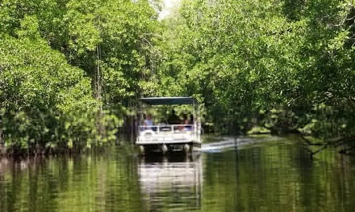 Black River Safari plus YS Falls Private Tour