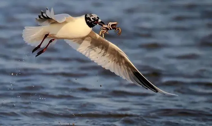 Qinhuangdao 2-Day Self-Guided Birding Tour from Beijing with Private Transfer