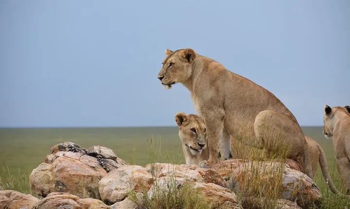 7 Days Wilds of Tanzania Private Tented Safari.