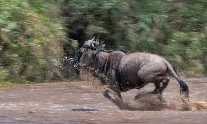 5 days Masai Mara Wildebeest migration safari