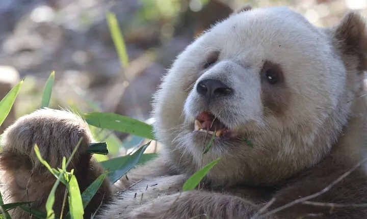 Qizai-The World's Only Brown Panda-Xi’an Panda Day Tour