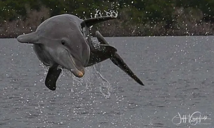 Marco Island 2 hour Dolphin, Birding and Shelling tour
