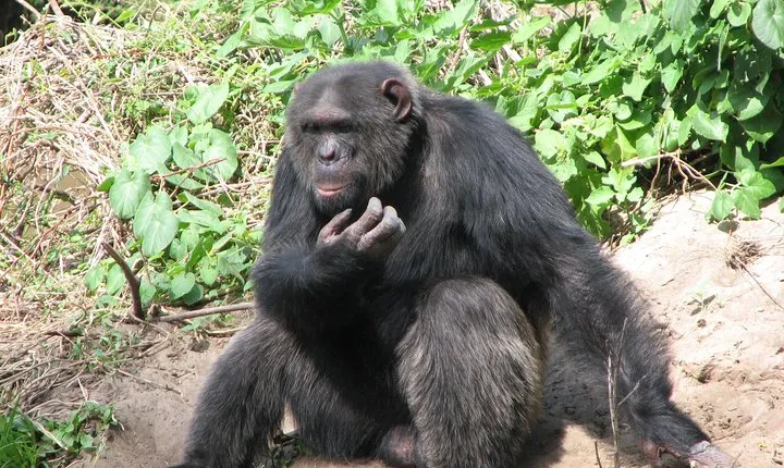 Ol Pejeta Conservancy and Chimpanzee Sanctuary Full-Day Tour from Nairobi