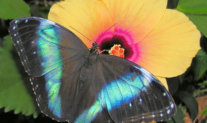 Schmetterlinghaus - Imperial Butterfly House Vienna Admission Ticket