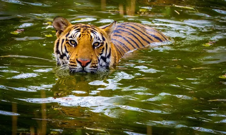 Private 2 Nights Short Escape To Jim Corbett