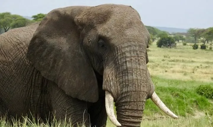 Tarangire day Trip from Arusha