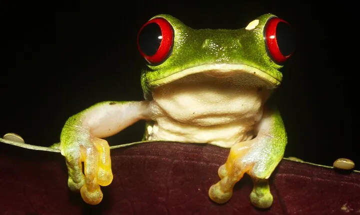 The Night Tour with Tracie The Bug Lady