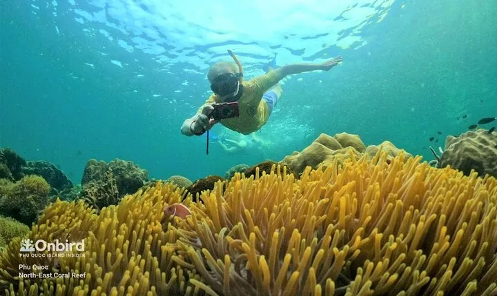 OnBird - PRIVATE ADVENTURE SNORKELING - explore Half-moon reef & Coral Mountain