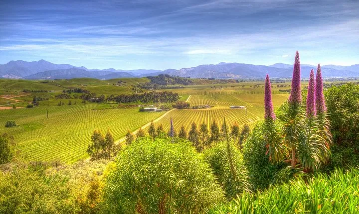 Full-Day Wine Gourmet and Scenic Delight Tour of Marlborough from Blenheim
