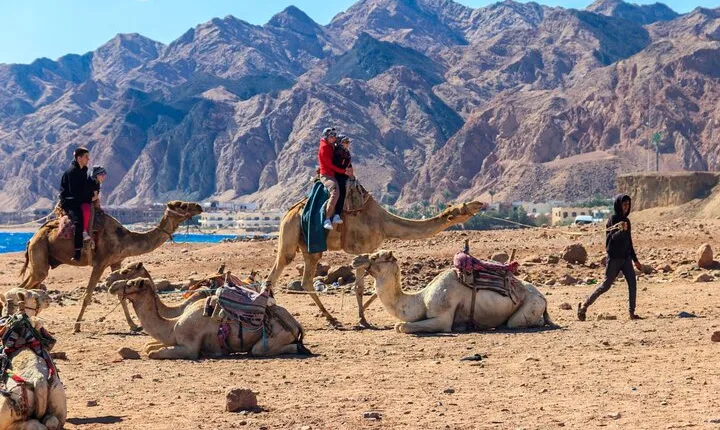 Desert Adventure Camel or Horse Ride at Nabq Bay -Sharm El Sheikh