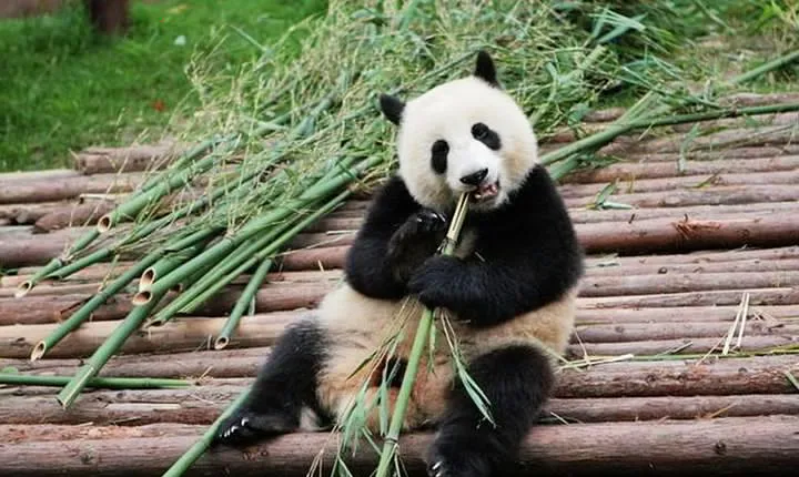Half-Day Tour at Chengdu Panda Breeding Research Base