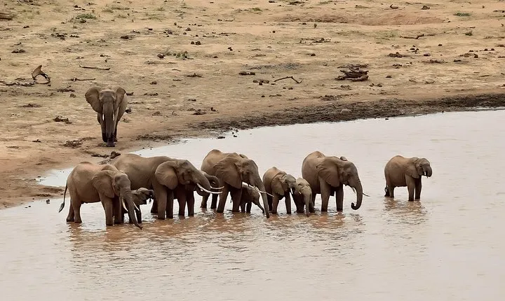 Amboseli Day Excursion