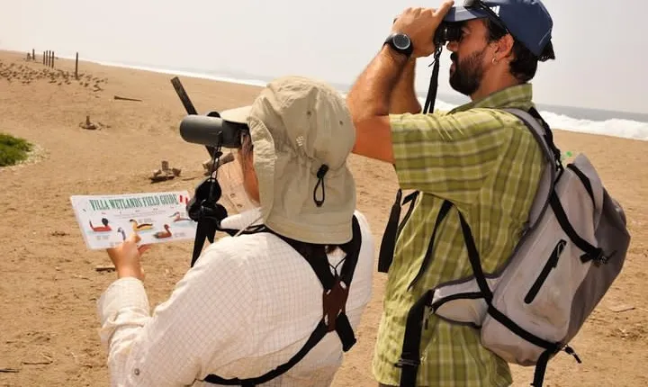 Birdwatching. Lima Wetlands