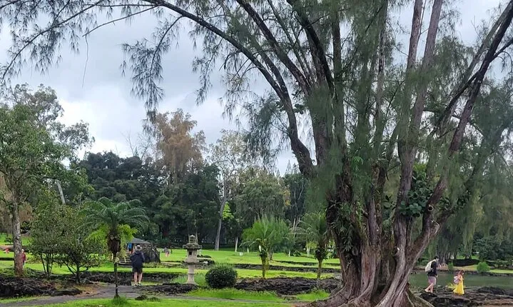 Meditative Journey through Hilo Gardens
