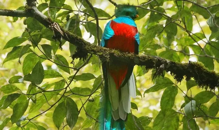 El Quetzal Birdwatching Tour from Guatemala City - Guatemala´s National Bird