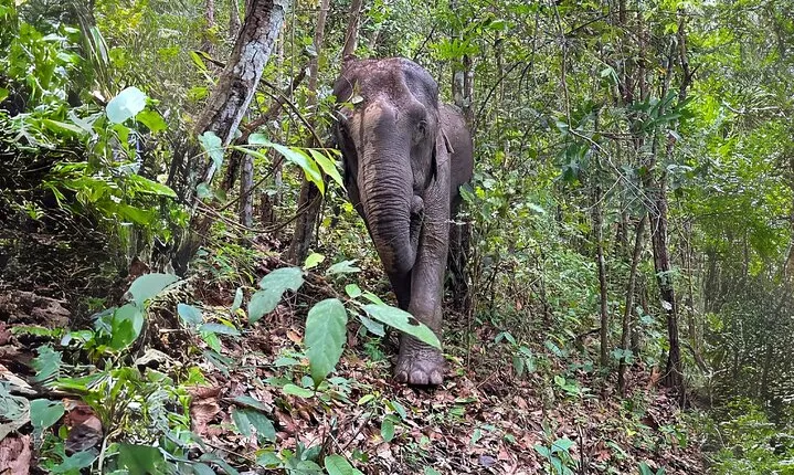 Chiang Mai: Inthanon, Elephant Sanctuary Observation & Waterfall