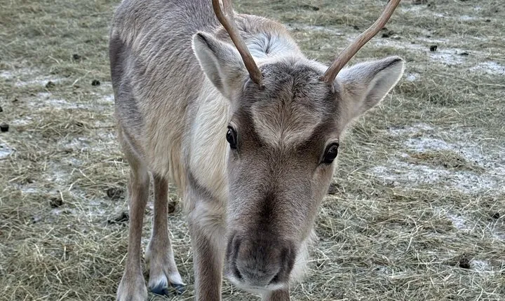 Short Reindeer Ride and Introduction