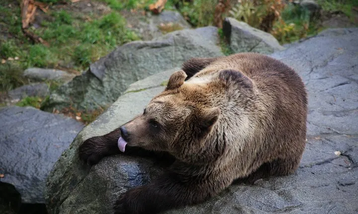 Tour to Ranua Zoo Wildlife Park Small Group Experience