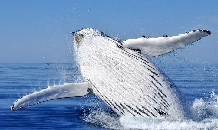 Whale Watching Busselton