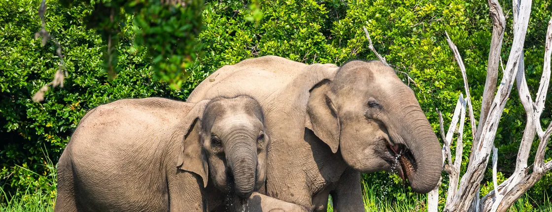 2-day Yala Safari and Ella tour from Nuwara Eliya