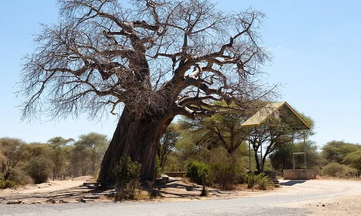 Full- Day Trip to Tarangire National Park From Arusha