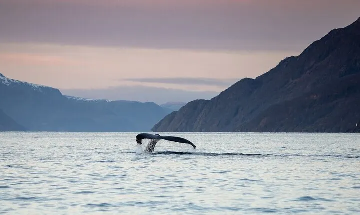 Small Group Whale Watching by RIB