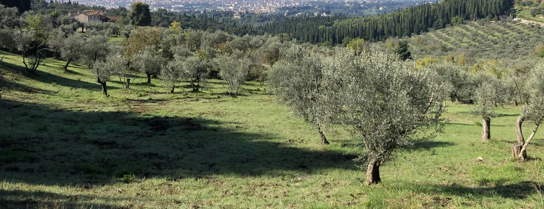 Half-Day Hiking Tour in Fiesole's Hills with Wine and Lunch