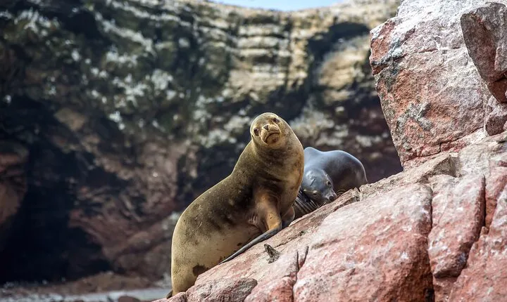 Nazca Lines and Ballestas islands full day