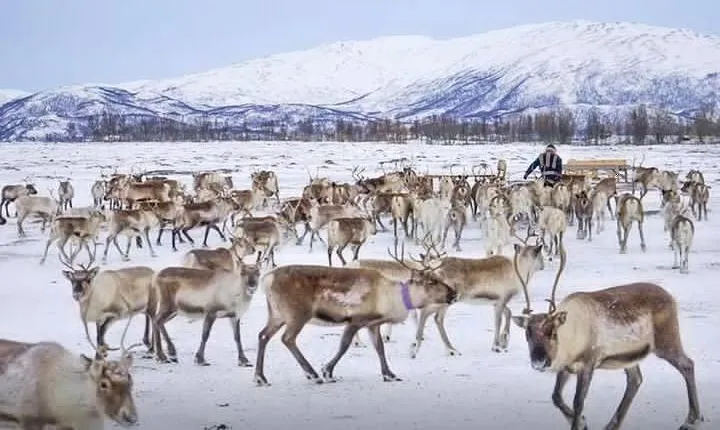 Reindeer visit, and Sami Culture Including Lunch from Tromso
