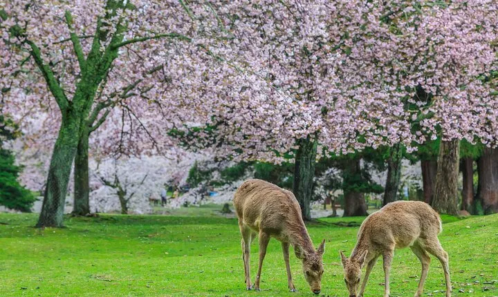 Nara and Kyoto Customized Private Tour with Luxury Vehicle