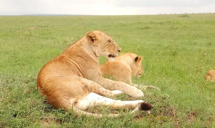 Giraffe center, stedmark animals haven & Nairobi Park Tour