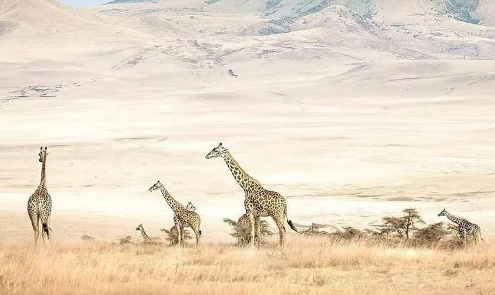 8 Days fantastic Safari of Tanzania Midrange Tour