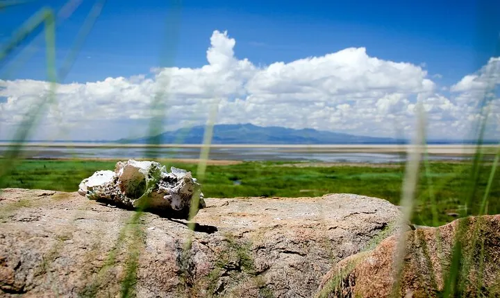 5-Day Majestic Tanzania Safari - High End All Inclusive