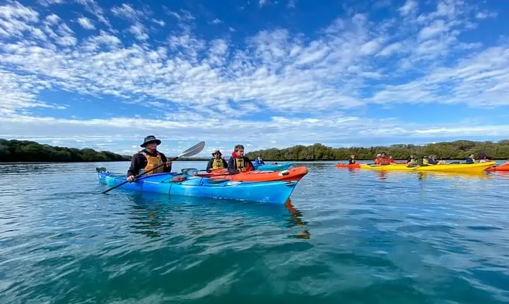 Adelaide Dolphin Sanctuary Mangroves Kayaking Tour