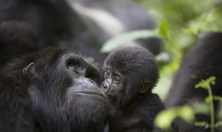 3 Days of Uganda Gorilla Safari