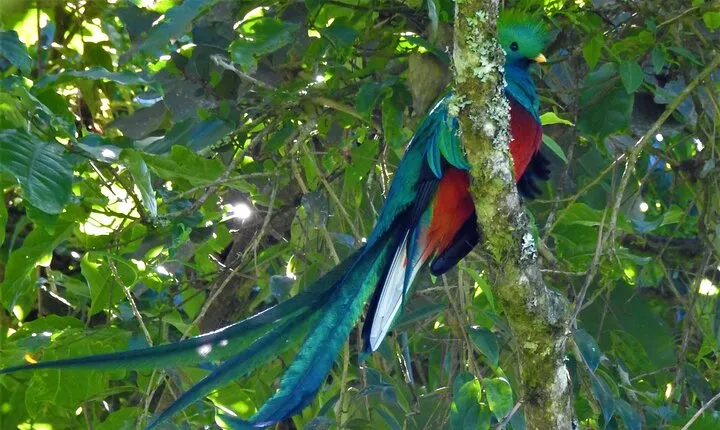 Quetzal tour on lake atitlan 