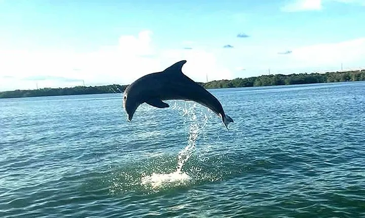 Key Largo Mangrove Private Eco-Tours